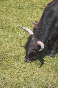 High angle view of horse on field