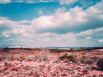 Scenic view of field against sky