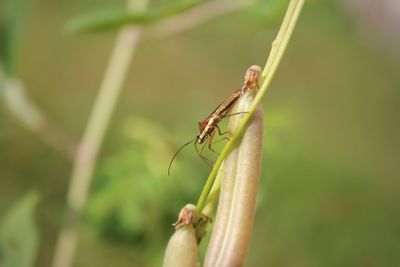 Close-up of insect