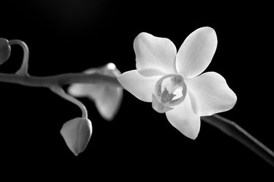 Close-up of flower against black background