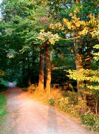 Footpath amidst trees in park