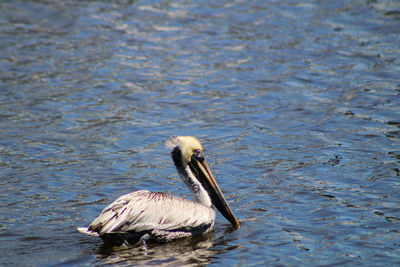 Duck swimming on lake