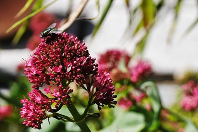 Close-up of pink flowers