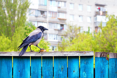 Hooded crow sits on a blue fence and holds a crust of bread with its paw. 