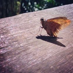 Close-up of insect on wood