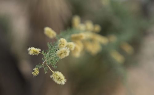 Close-up of flowering plant