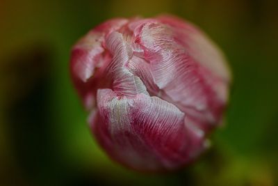 Close-up of pink flower