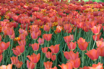 High angle view of purple flowers blooming in field