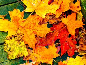 Close-up of yellow maple leaves during autumn