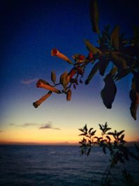 Close-up of tree against sky during sunset