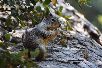 Close-up of squirrel on rock