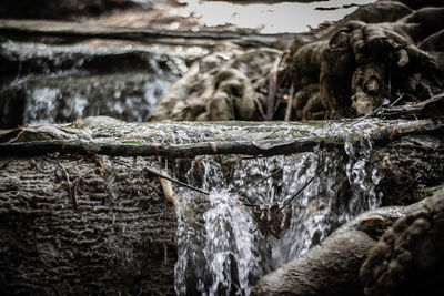 View of horse in water