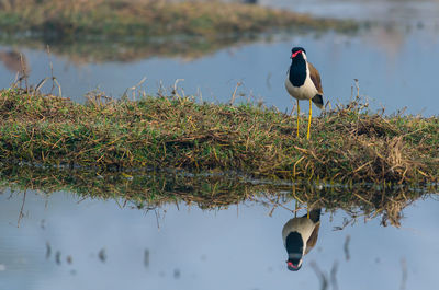 Bird perching on a lake