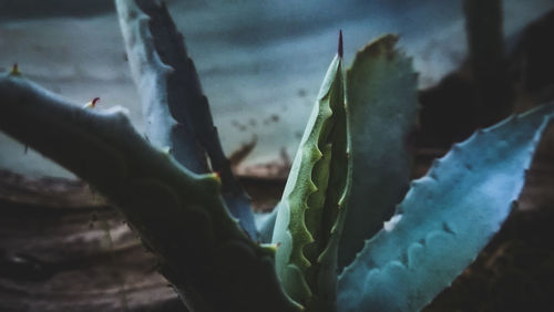 Close-up of lizard on plant