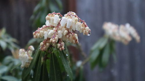 Close-up of white flowering plant