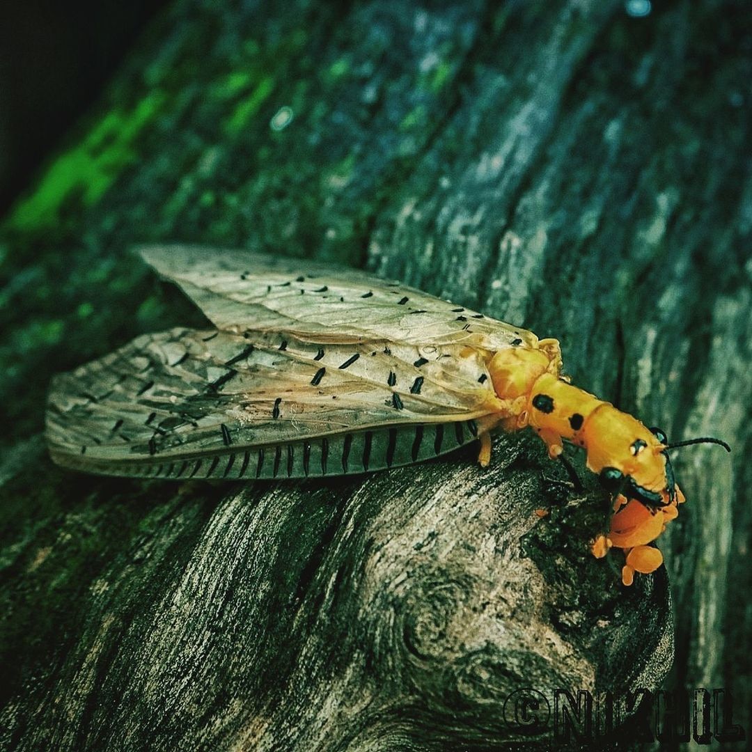 BUTTERFLY ON LEAF