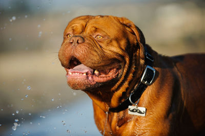 Close-up of wet french mastiff