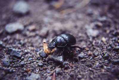 Close-up of insect