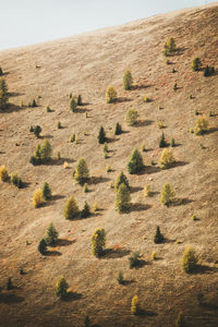 Scenic view of lone trees