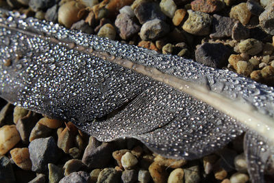 Close-up of wet feather on stones