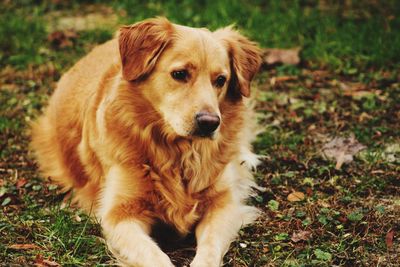 Portrait of dog sitting on field