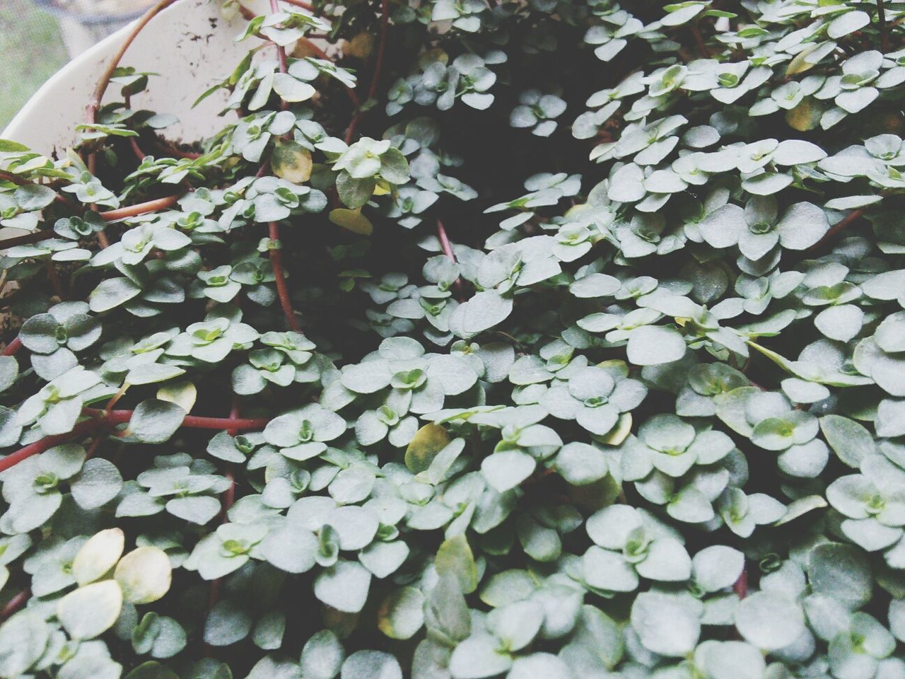 growth, leaf, nature, beauty in nature, high angle view, plant, freshness, full frame, flower, fragility, tranquility, backgrounds, day, outdoors, close-up, no people, green color, white color, abundance, tree