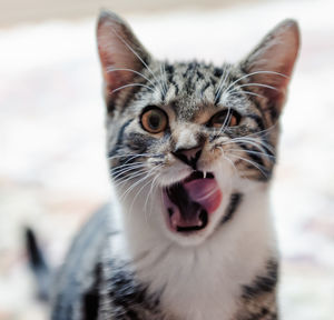 Close-up portrait of cat