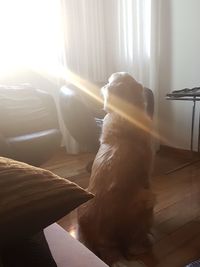 View of dog sitting at home