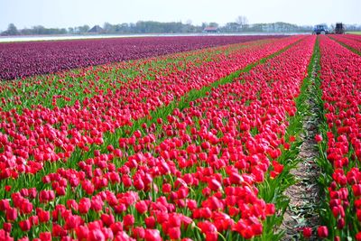 Red poppy flowers in field