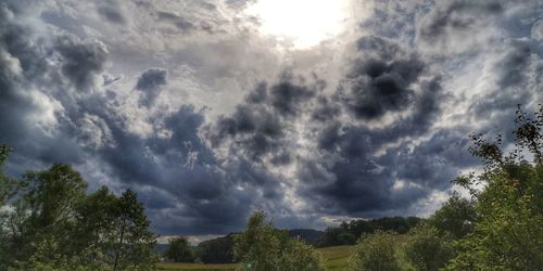 Low angle view of trees against sky