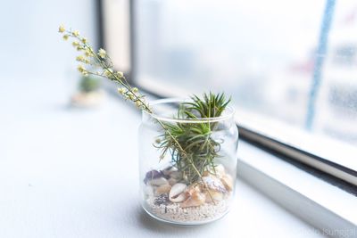 Close-up of plant on table