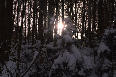 Trees in forest during winter