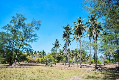 Trees on field against blue sky
