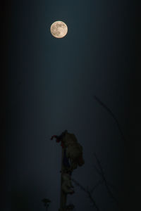 Low angle view of moon against sky at night