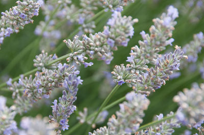 Close-up of purple flowering plants