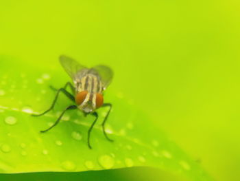 Close-up of insect on leaf