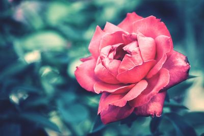 Close-up of pink rose