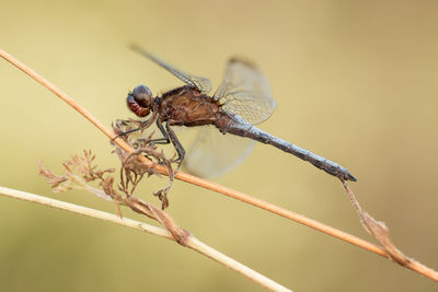 Close-up of dragonfly on twig