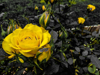 High angle view of yellow rose in field