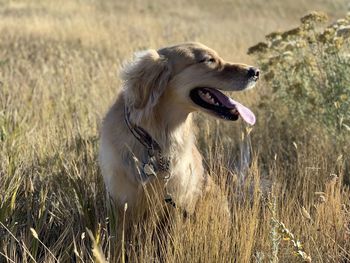  happy dog in her element 