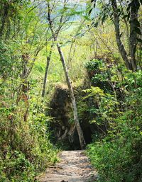 Road amidst trees in forest