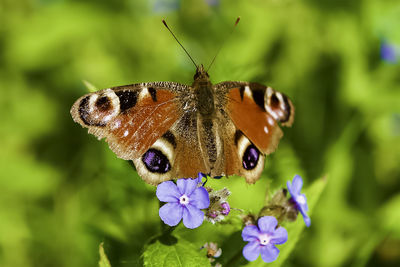 Close-up of butterfly pollinating on purple flower