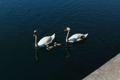 High angle view of swans swimming in lake