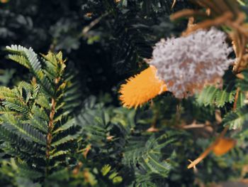 Close-up of flowering plant