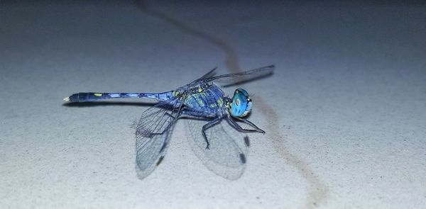 Close-up of insect on wall