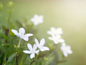 Close-up of white flowering plant