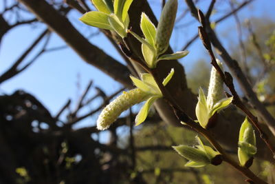 Close-up of leaves on twig
