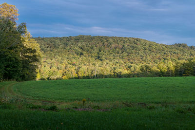 Scenic view of field against sky