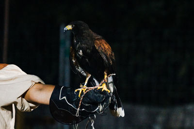 Person holding an eagle perching on hand