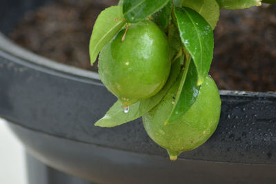 Close-up of wet potted plant